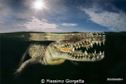 inside a Mangrove lived american crocodile by Massimo Giorgetta 